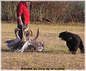 le bouvier des flandres et les oies - Elevage du CLOS DE LA LUETTE - COPYRIGHT DEPOSE